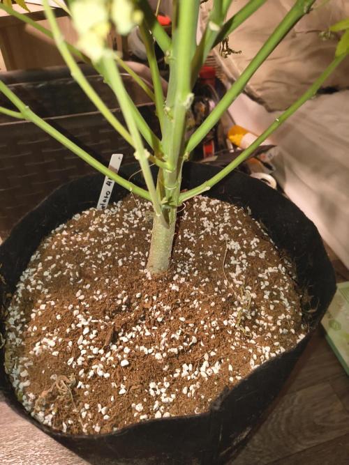 Gelato 41 auto. Week 15