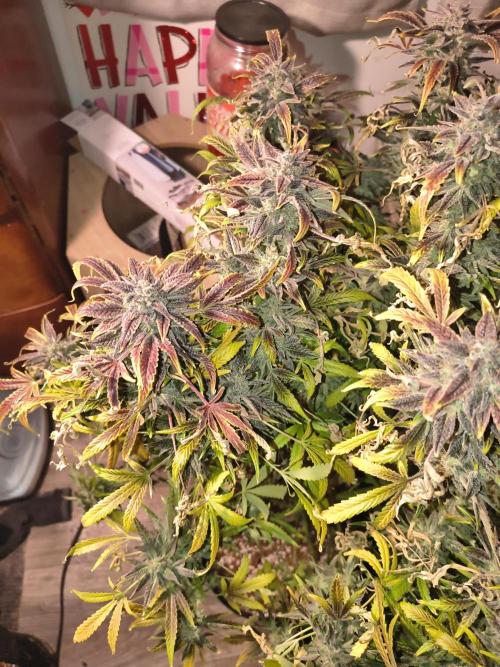 Gelato 41 auto. Week 15