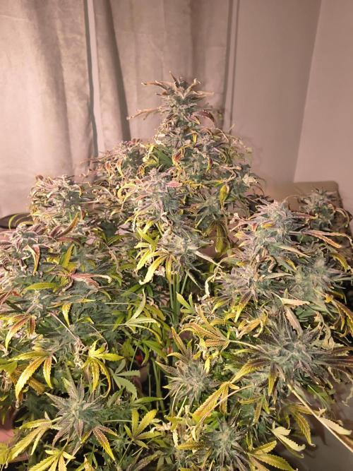 Gelato 41 auto. Week 15