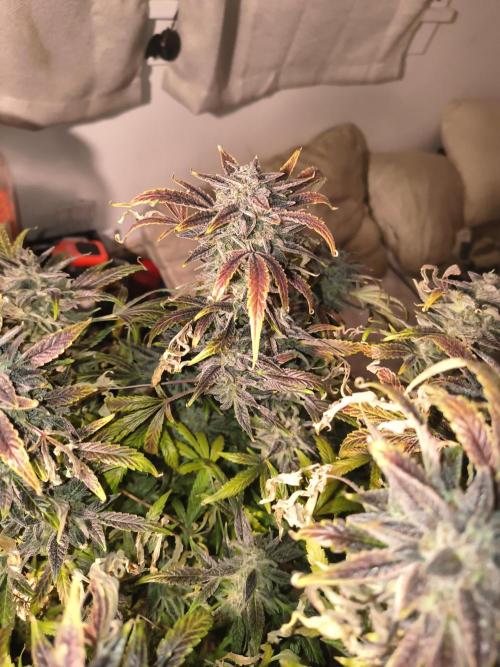 Gelato 41 auto. Week 15