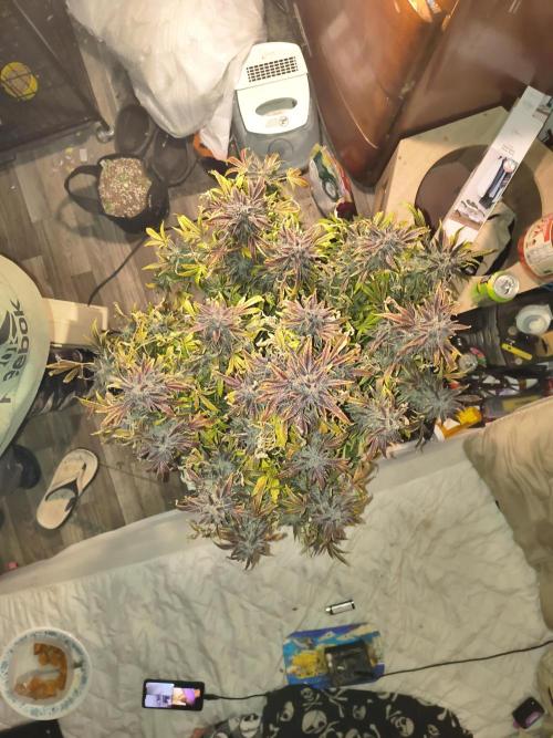 Gelato 41 auto. Week 15