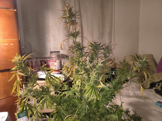 Wedding cake auto. Week 10