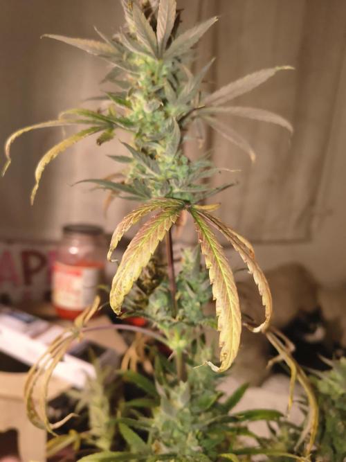 Wedding cake auto. Week 10