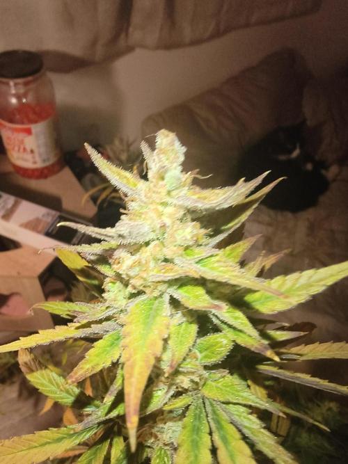 Wedding cake auto. Week 10