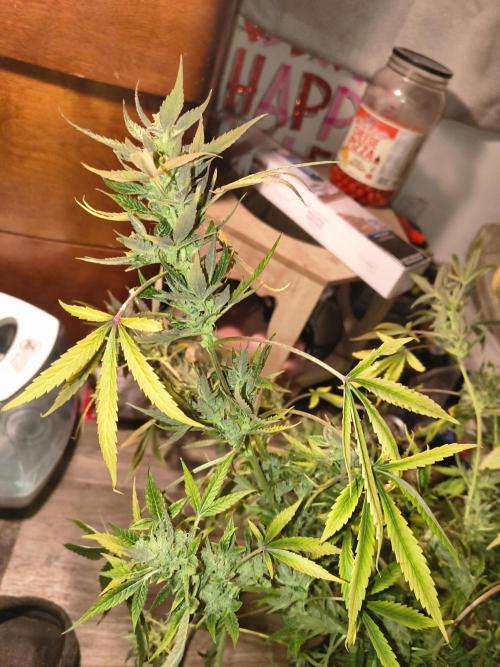 Wedding cake auto. Week 10