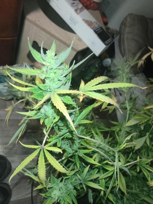 Wedding cake auto. Week 10