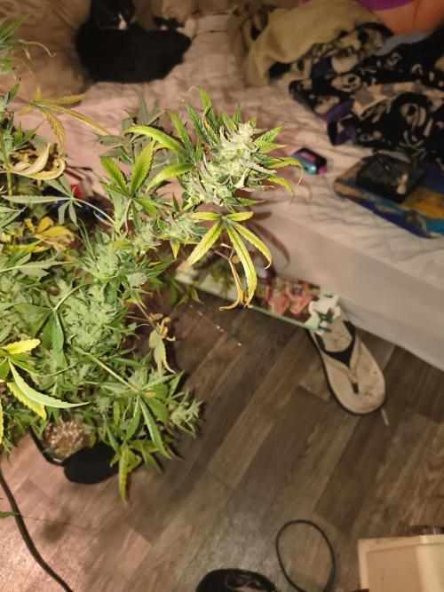 Wedding cake auto. Week 10