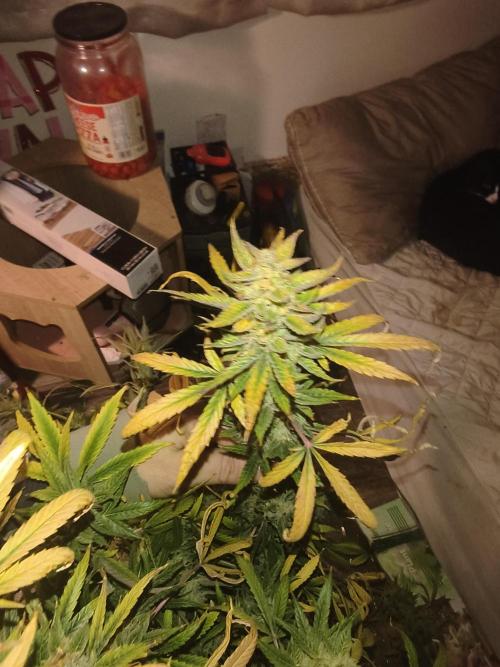 Wedding cake auto. Week 10