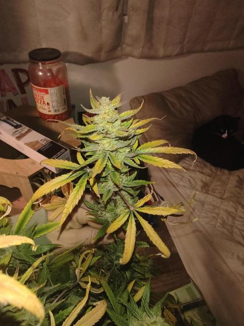 Wedding cake auto. Week 10