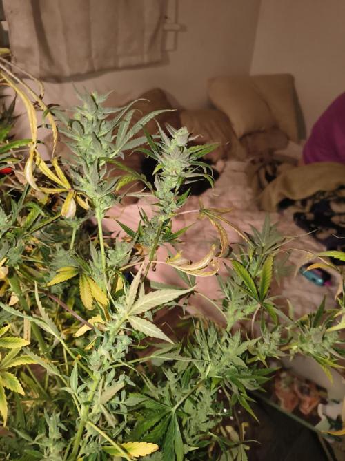 Wedding cake auto. Week 10