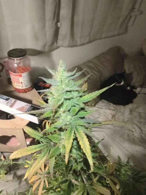 Wedding cake auto. Week 10