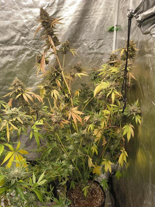 Gummybears auto. Week 11