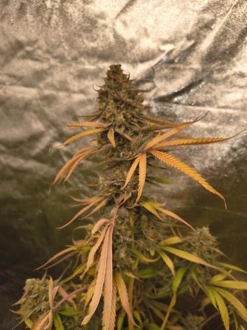 Gummybears auto. Week 11