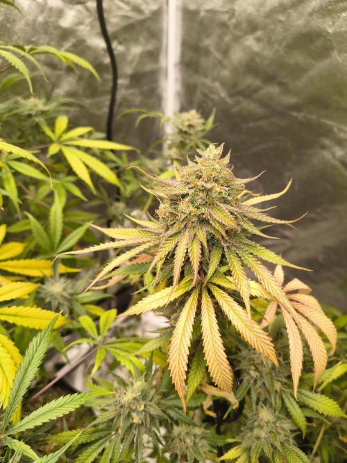 Gummybears auto. Week 11