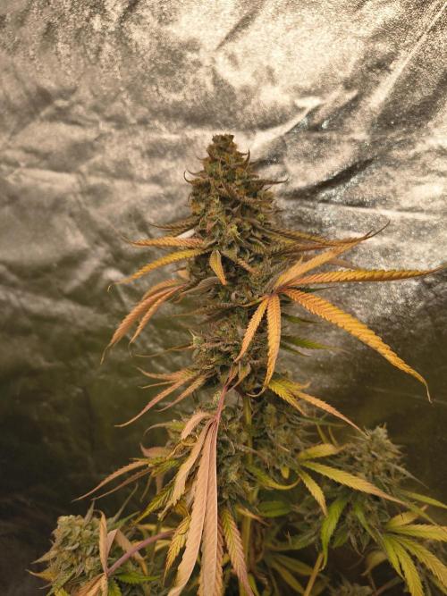 Gummybears auto. Week 11