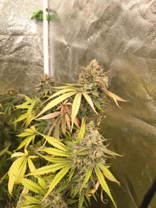 Gummybears auto. Week 11