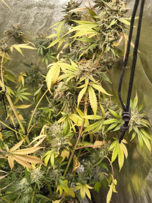 Gummybears auto. Week 11