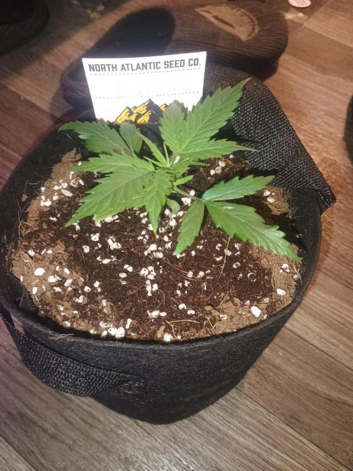 Cosmic cupcake auto. Week 2