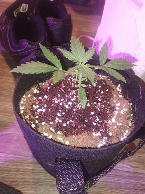 Orange cookies auto. Week 2