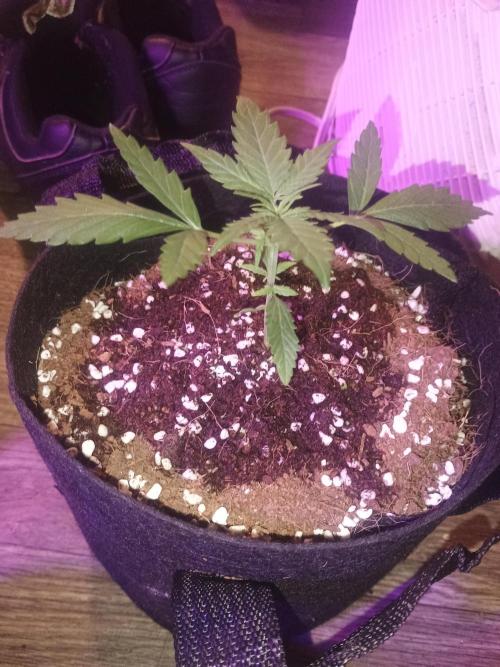 Orange cookies auto. Week 2