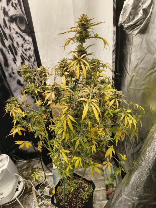 Blue dream auto. Week 12