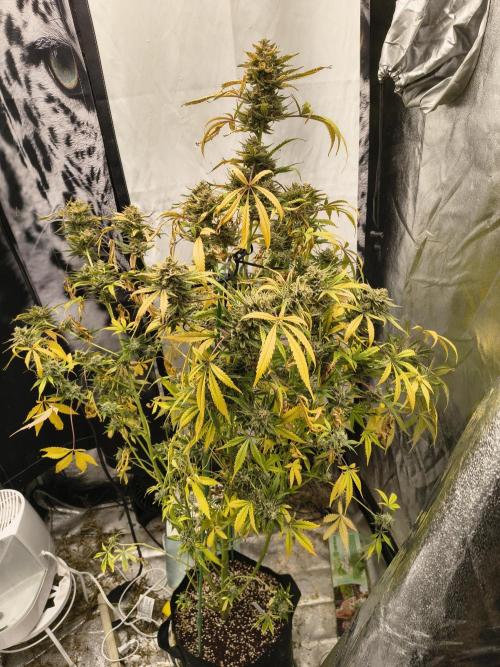 Blue dream auto. Week 12