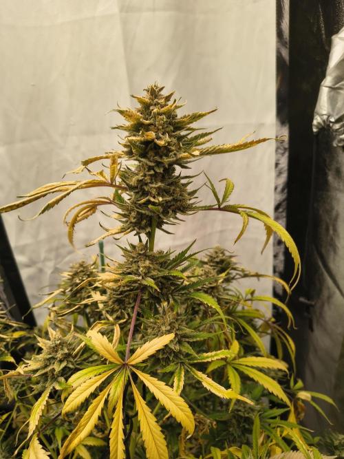 Blue dream auto. Week 12