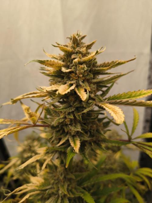 Blue dream auto. Week 12