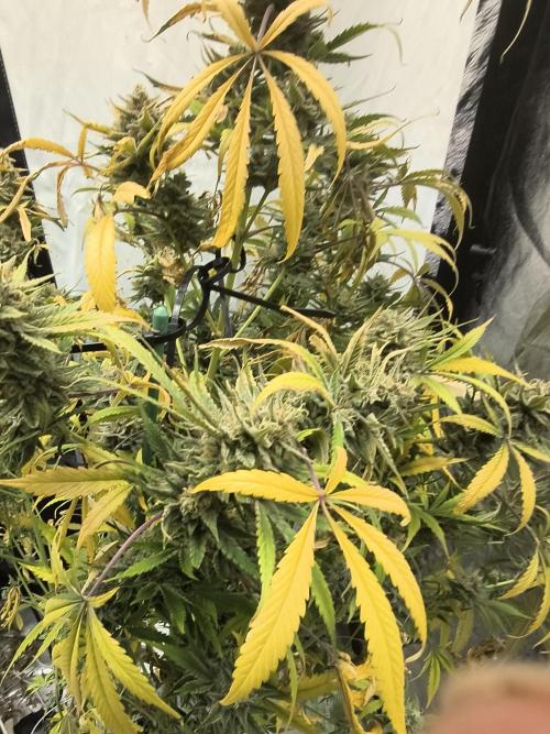 Blue dream auto. Week 12