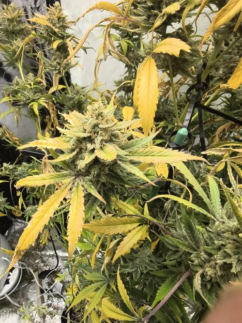 Blue dream auto. Week 12