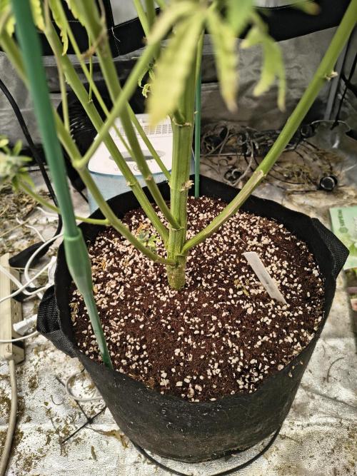 Blue dream auto. Week 12