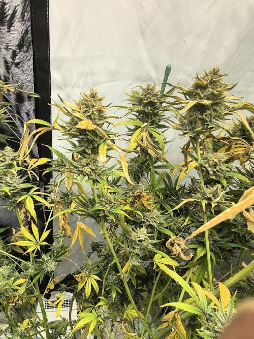 Blue dream auto. Week 12