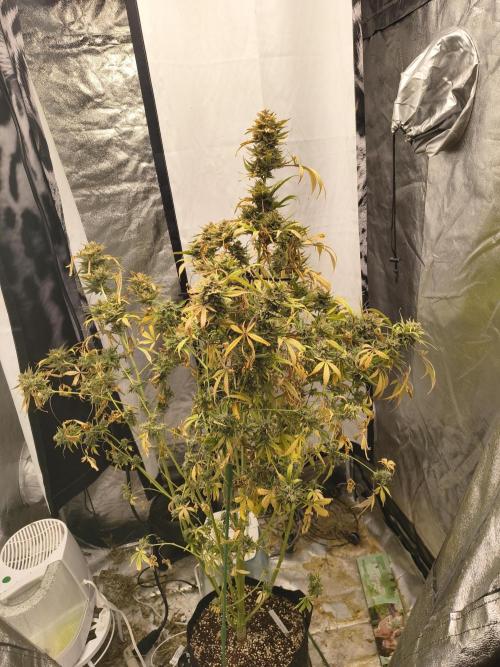 Blue dream auto. Week 13