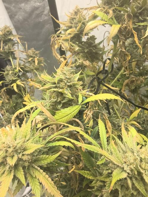 Blue dream auto. Week 13