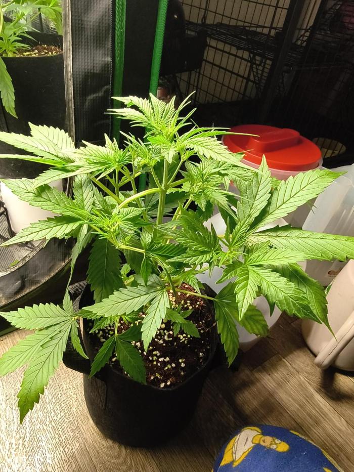 Orange cookies auto. Week 3