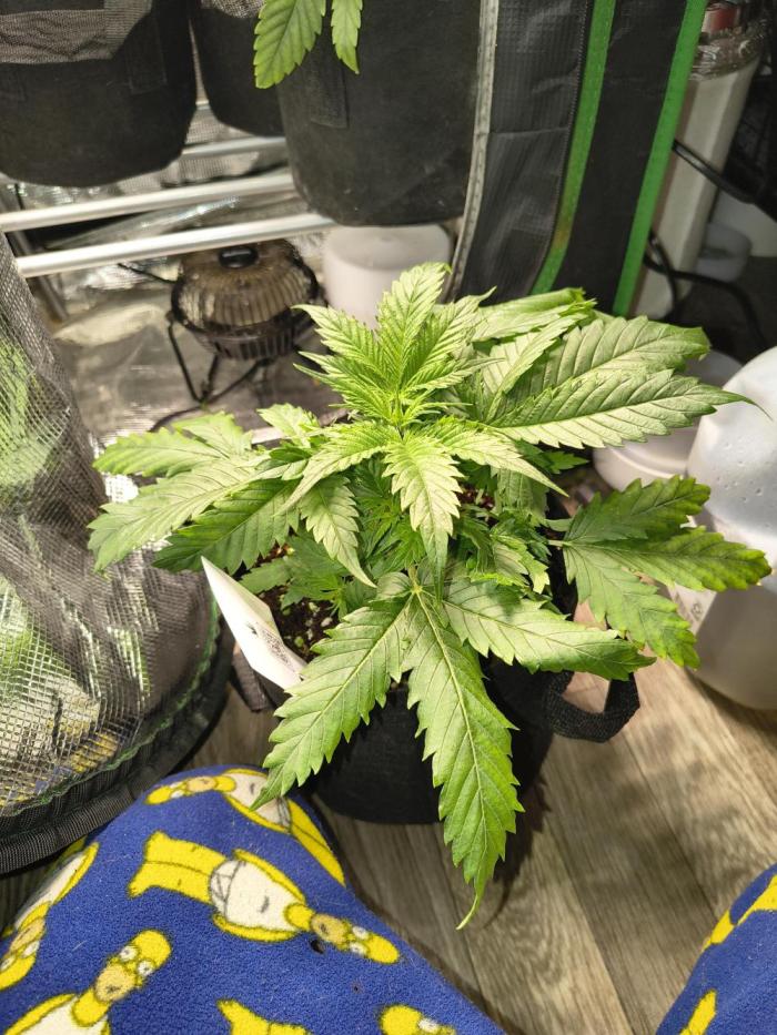 Cosmic cupcake auto. Week 3