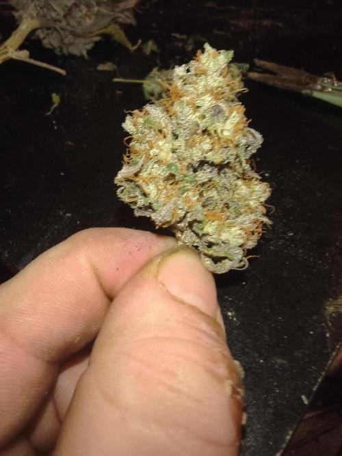 Gummybears auto. Week 11