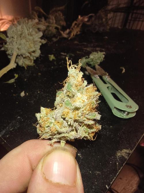 Gummybears auto. Week 11