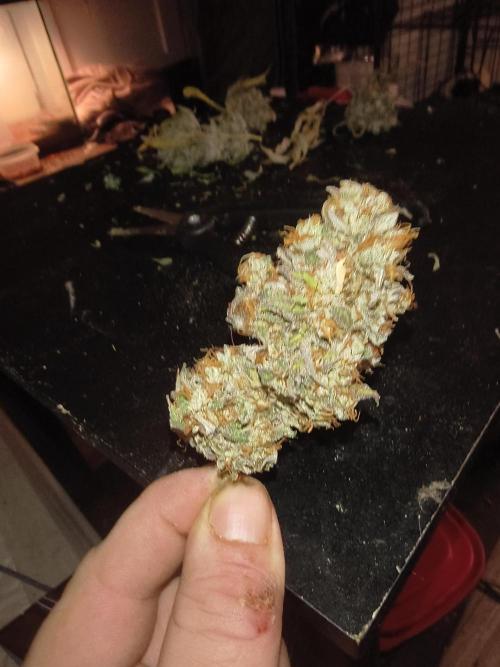 Gummybears auto. Week 11