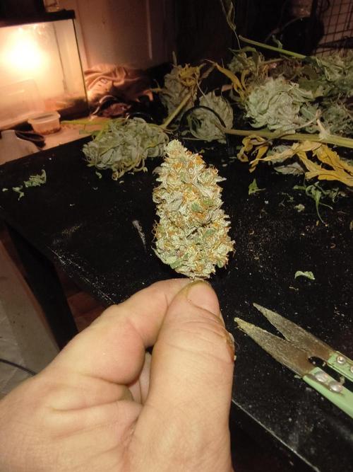 Gummybears auto. Week 11