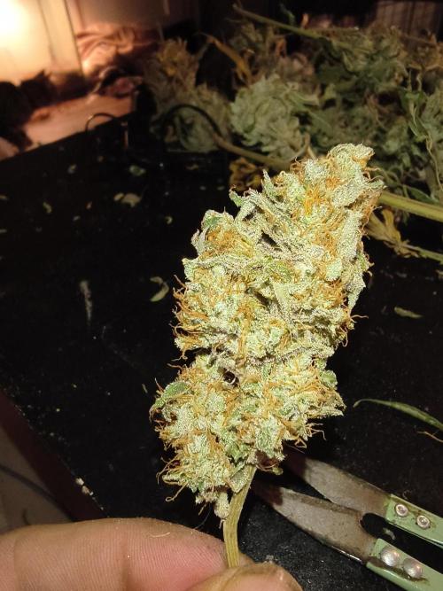 Gummybears auto. Week 11