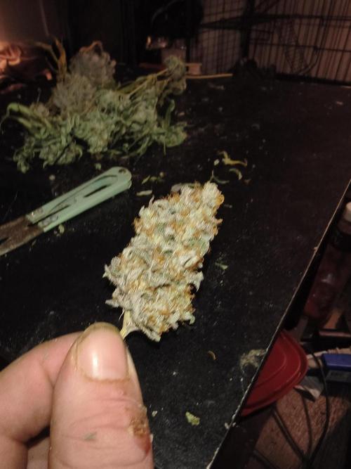 Gummybears auto. Week 11