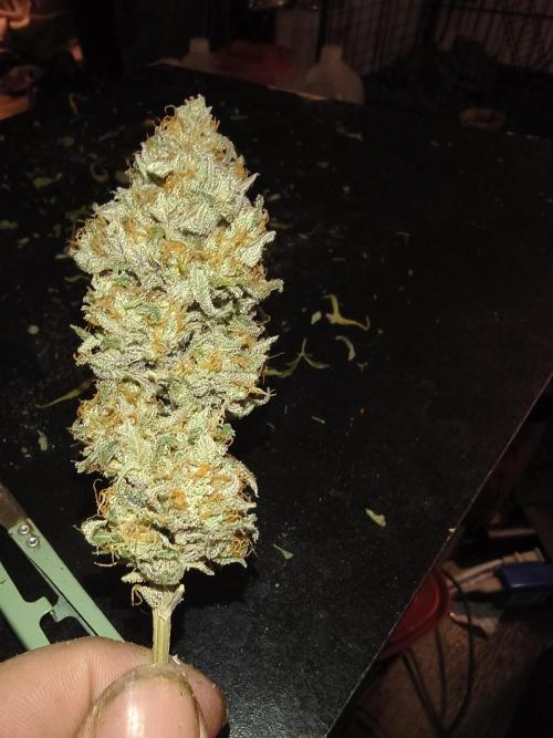 Gummybears auto. Week 11