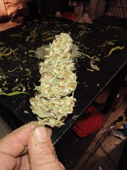 Gummybears auto. Week 11