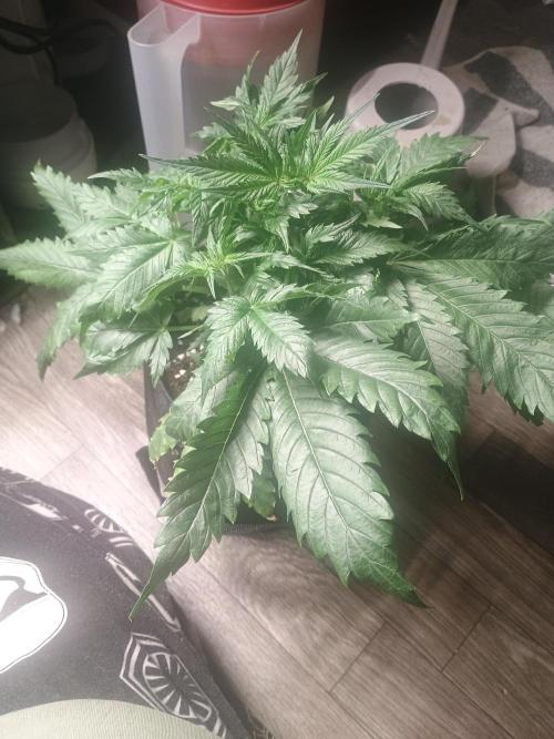 Cosmic cupcake auto. Week 4