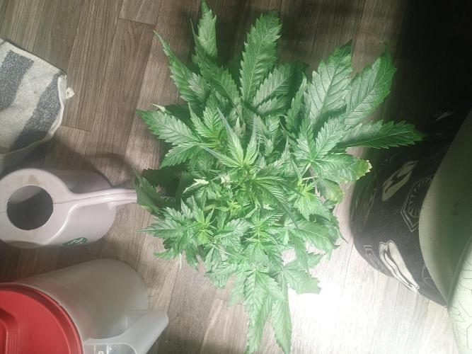 Cosmic cupcake auto. Week 4