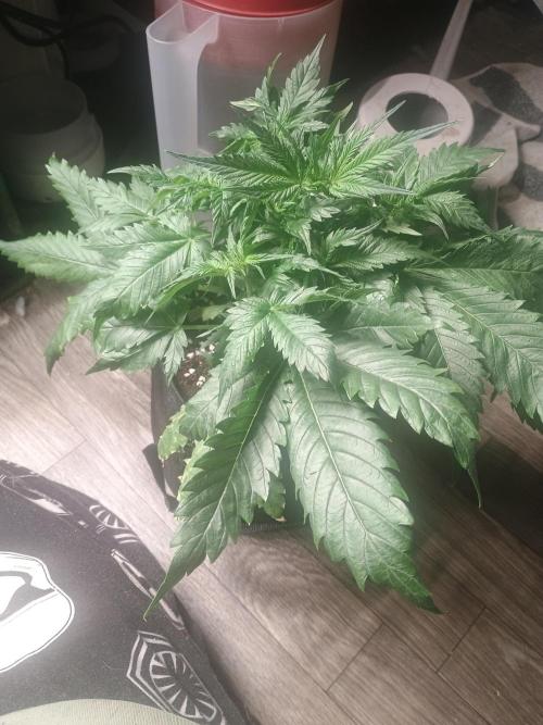 Cosmic cupcake auto. Week 4