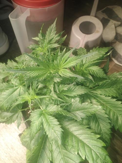 Cosmic cupcake auto. Week 4