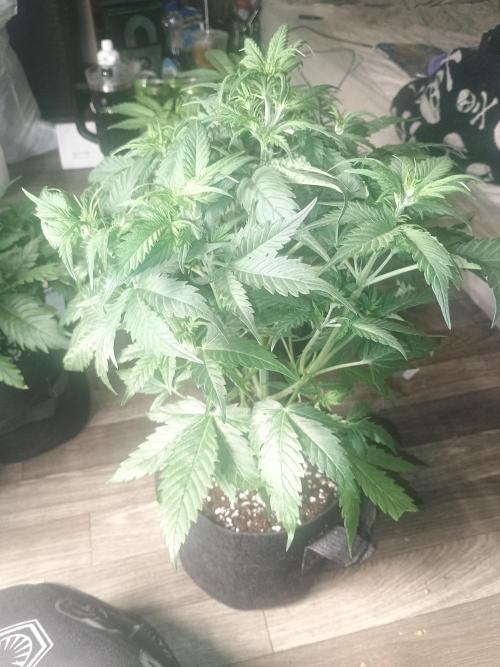 Orange cookies auto. Week 4