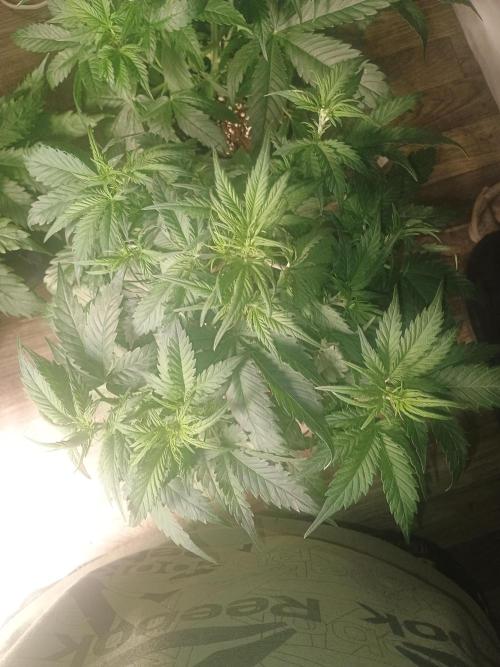 Orange cookies auto. Week 4